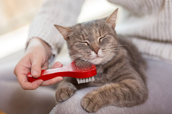 pet care